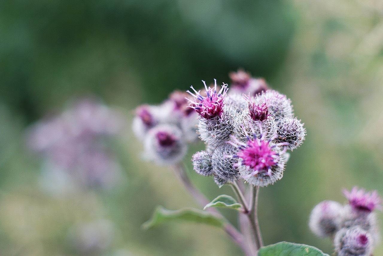 Close-up of pink flowers