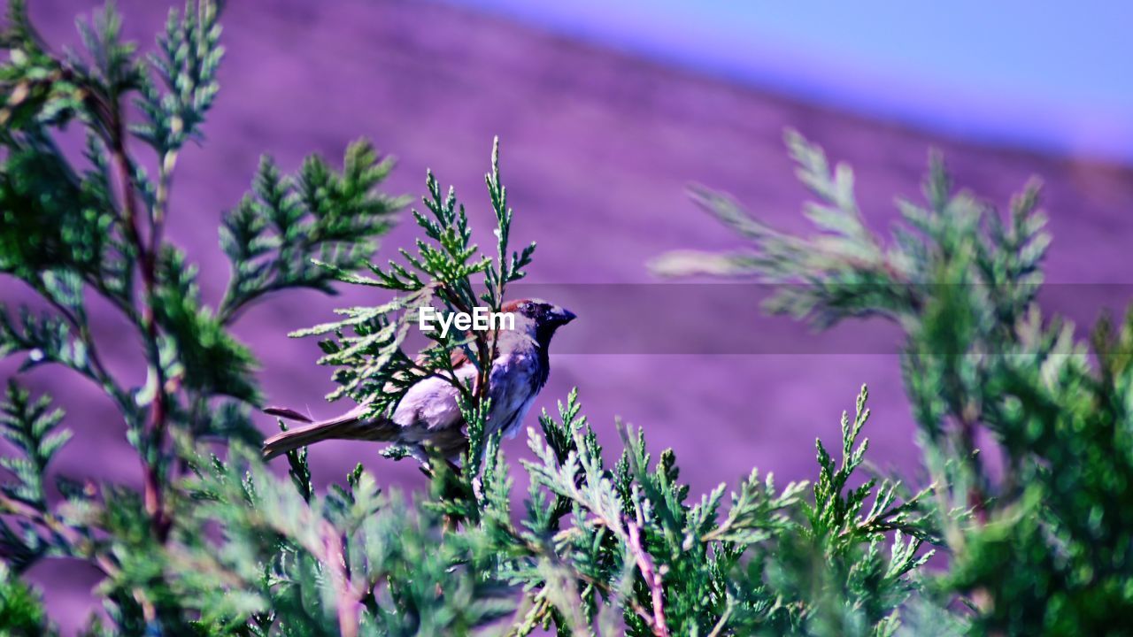 Bird perching on a plant