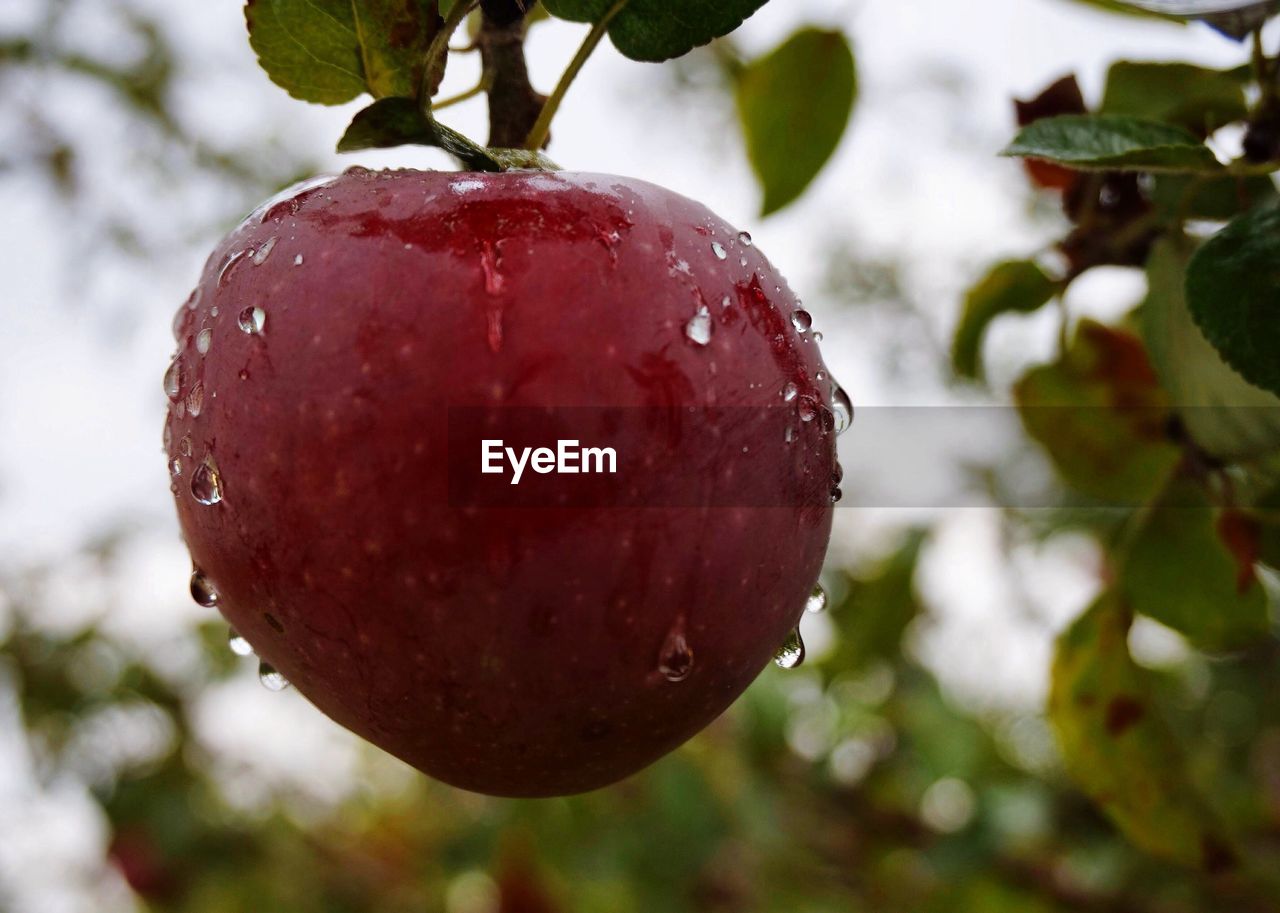 Close-up of wet apple growing on tree at orchard