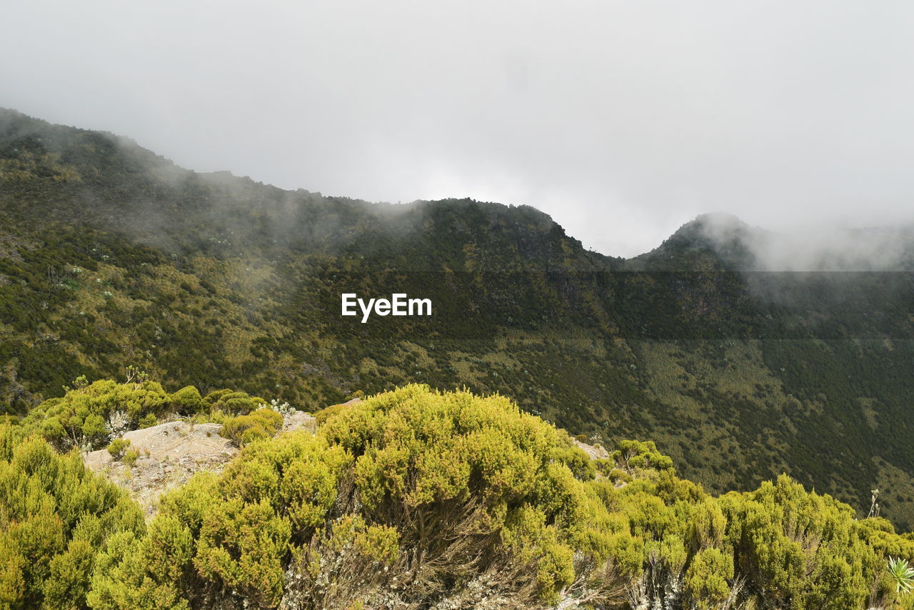 The foggy landscapes in the aberdare ranges on the flanks of mount kenya