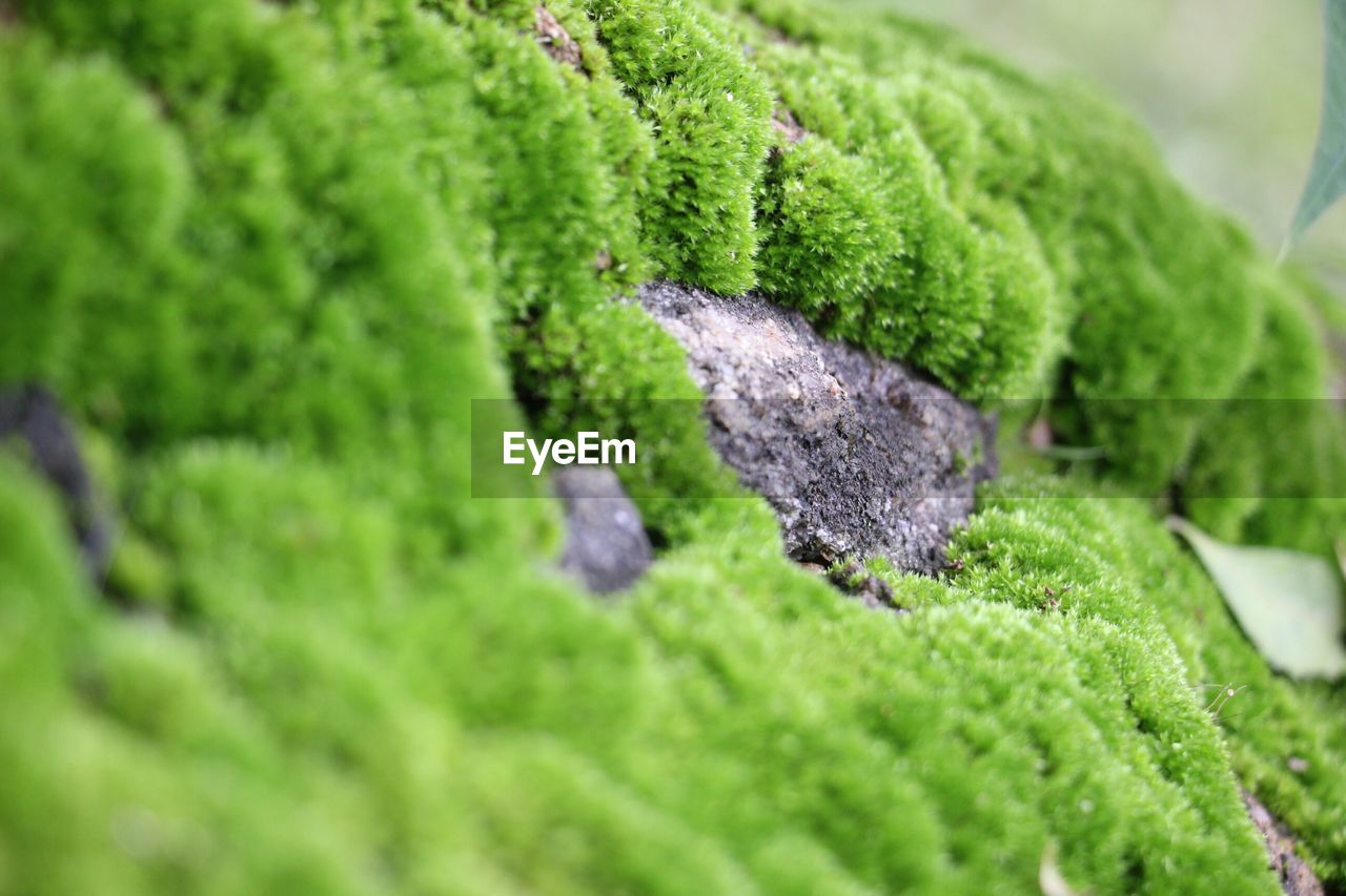 Close-up of moss on rock