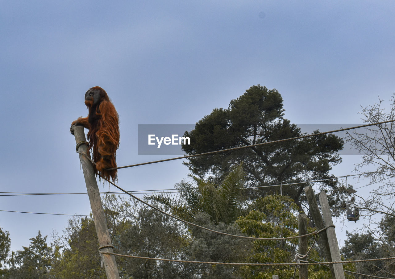 tree, sky, low angle view, plant, nature, animal wildlife, animal, cable, animal themes, bird, full length, day, electricity, outdoors, wildlife, technology, cloud, communication, perching, one animal