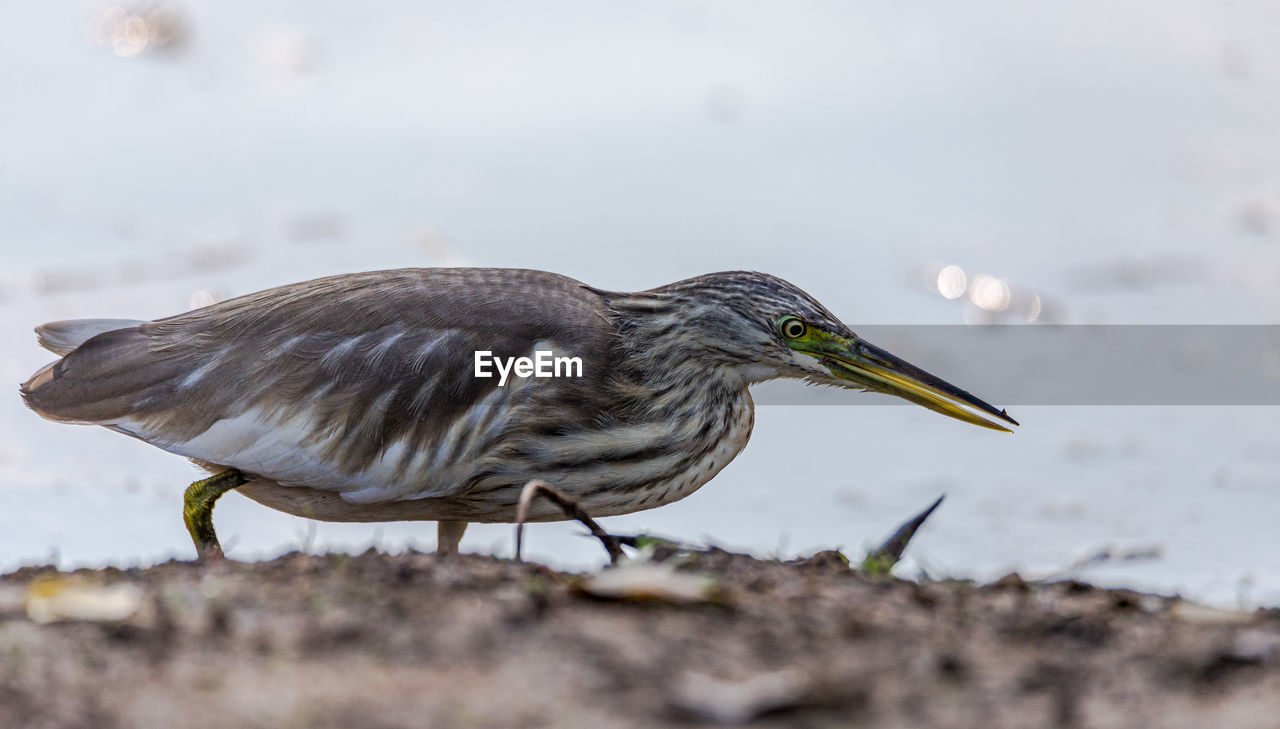 A heron hunting