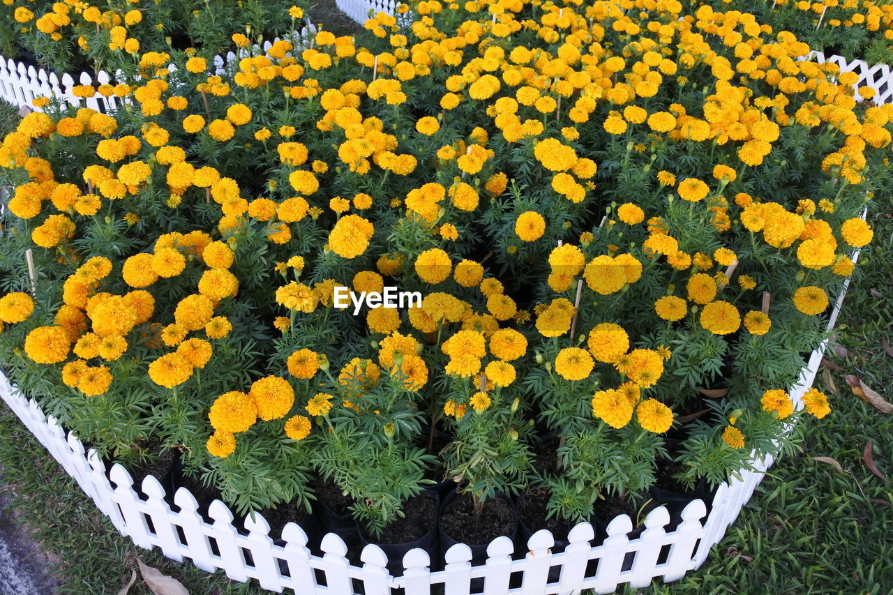 High angle view of yellow flowering plants