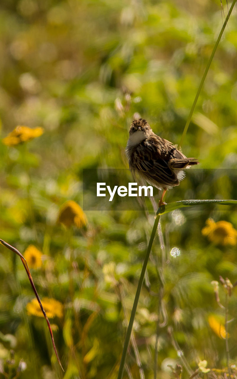 BIRD PERCHING ON A FLOWER