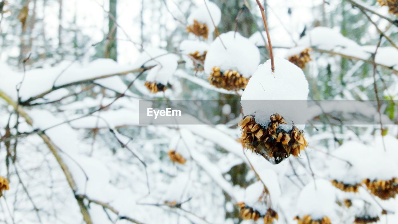 Close-up of snow covered wilted flowers