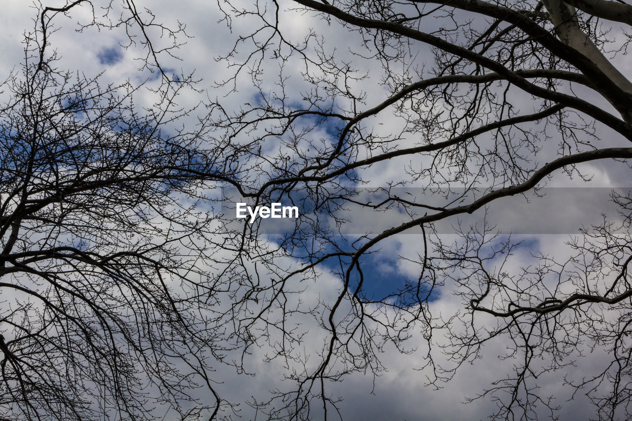 LOW ANGLE VIEW OF TREE AGAINST SKY