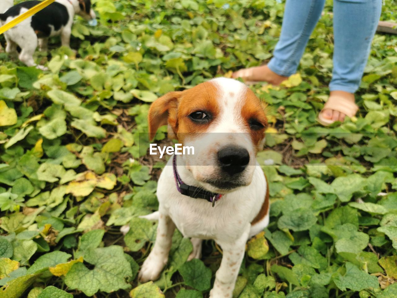 LOW SECTION OF DOG STANDING BY LEAVES ON GREEN PLANT