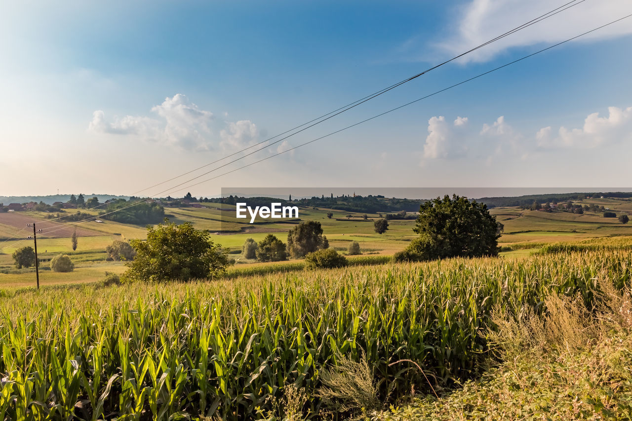 FIELD AGAINST SKY