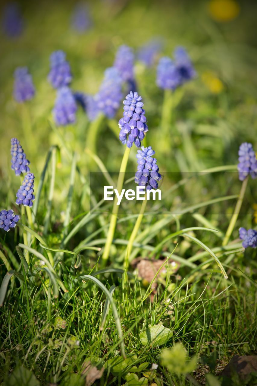 Purple flowers growing on grassy field