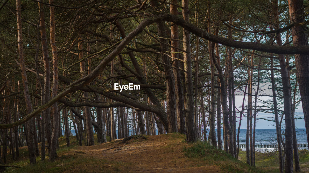 VIEW OF TREES IN FOREST