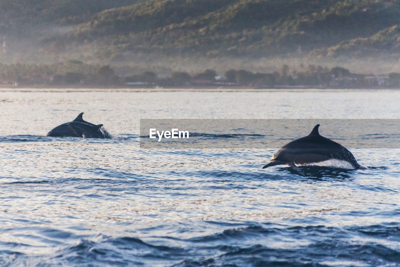 Dolphins jumping in sea against mountain