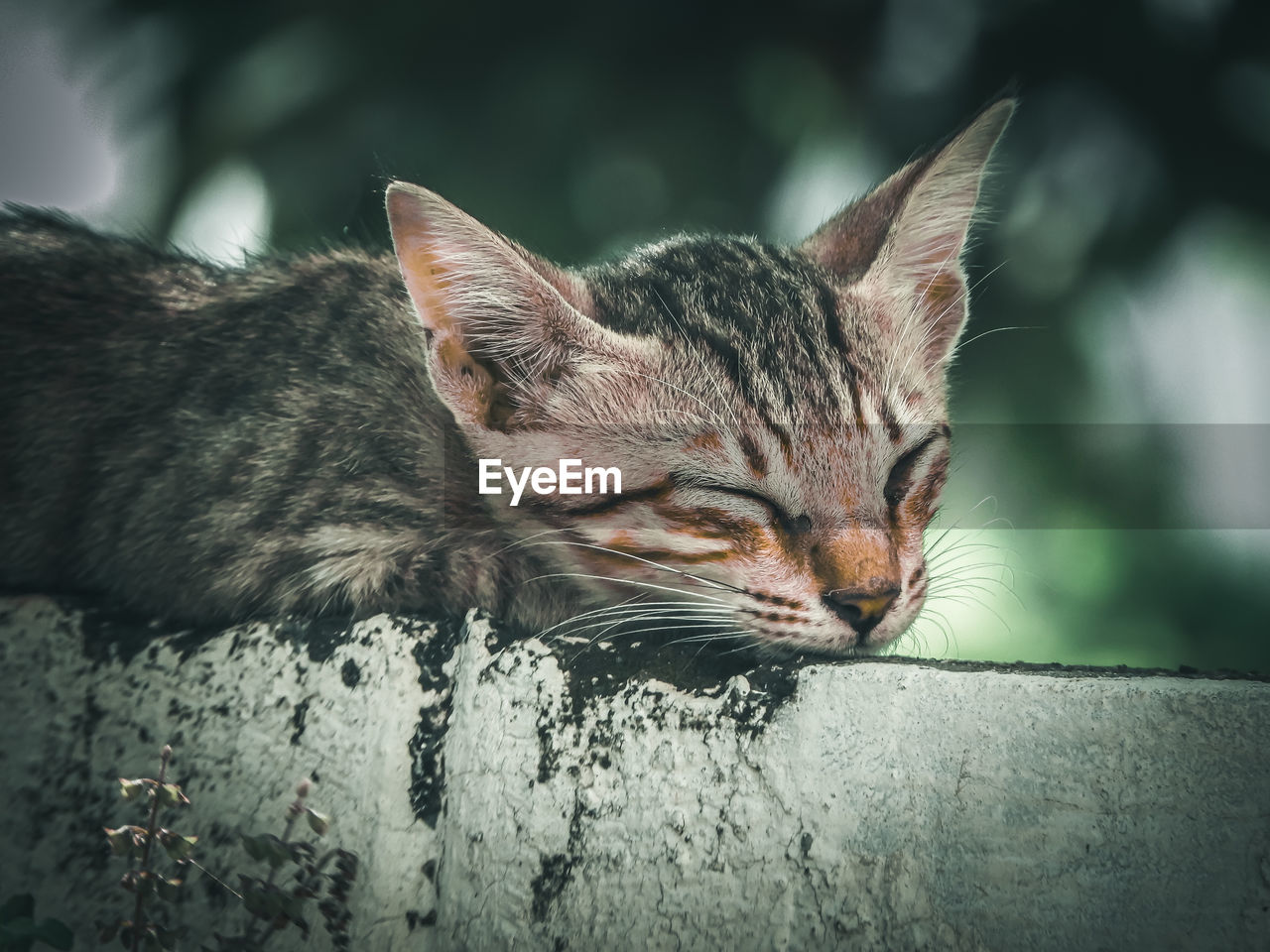 animal, animal themes, mammal, cat, one animal, pet, domestic cat, domestic animals, feline, whiskers, close-up, relaxation, no people, small to medium-sized cats, felidae, sleeping, animal body part, tabby cat, resting, wild cat, carnivore, eyes closed, focus on foreground, tired