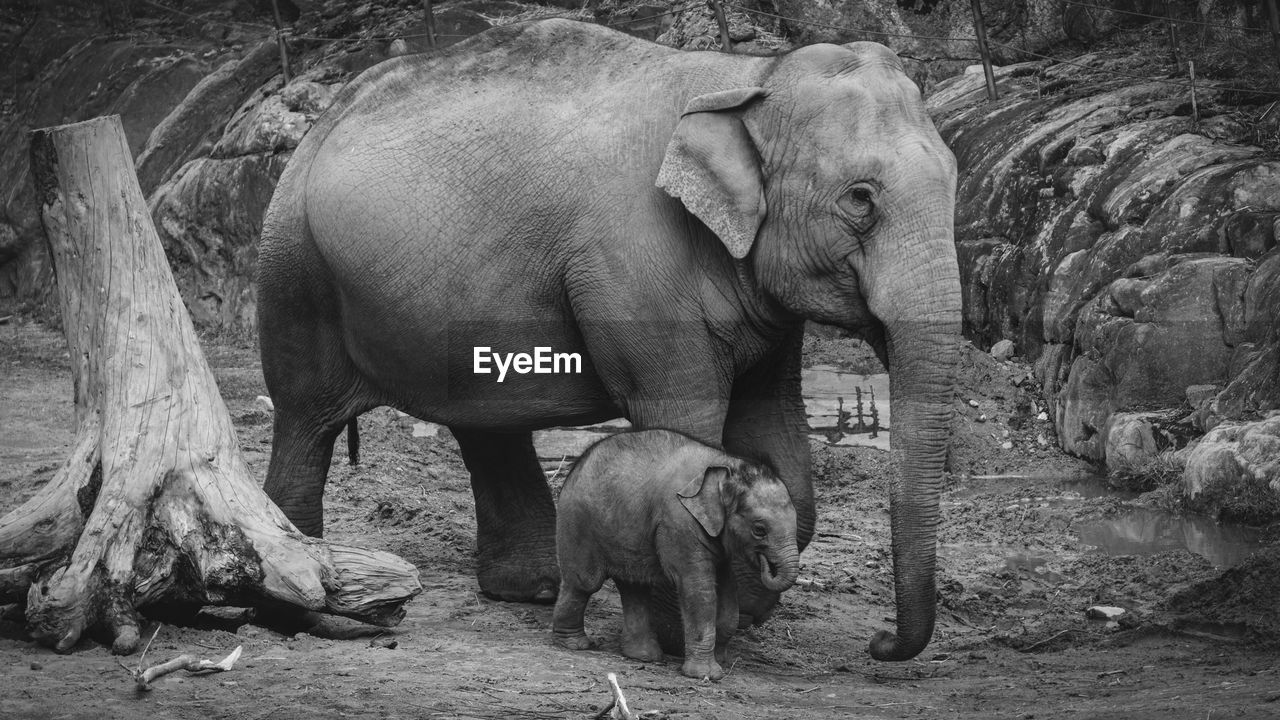 ELEPHANT STANDING IN FIELD