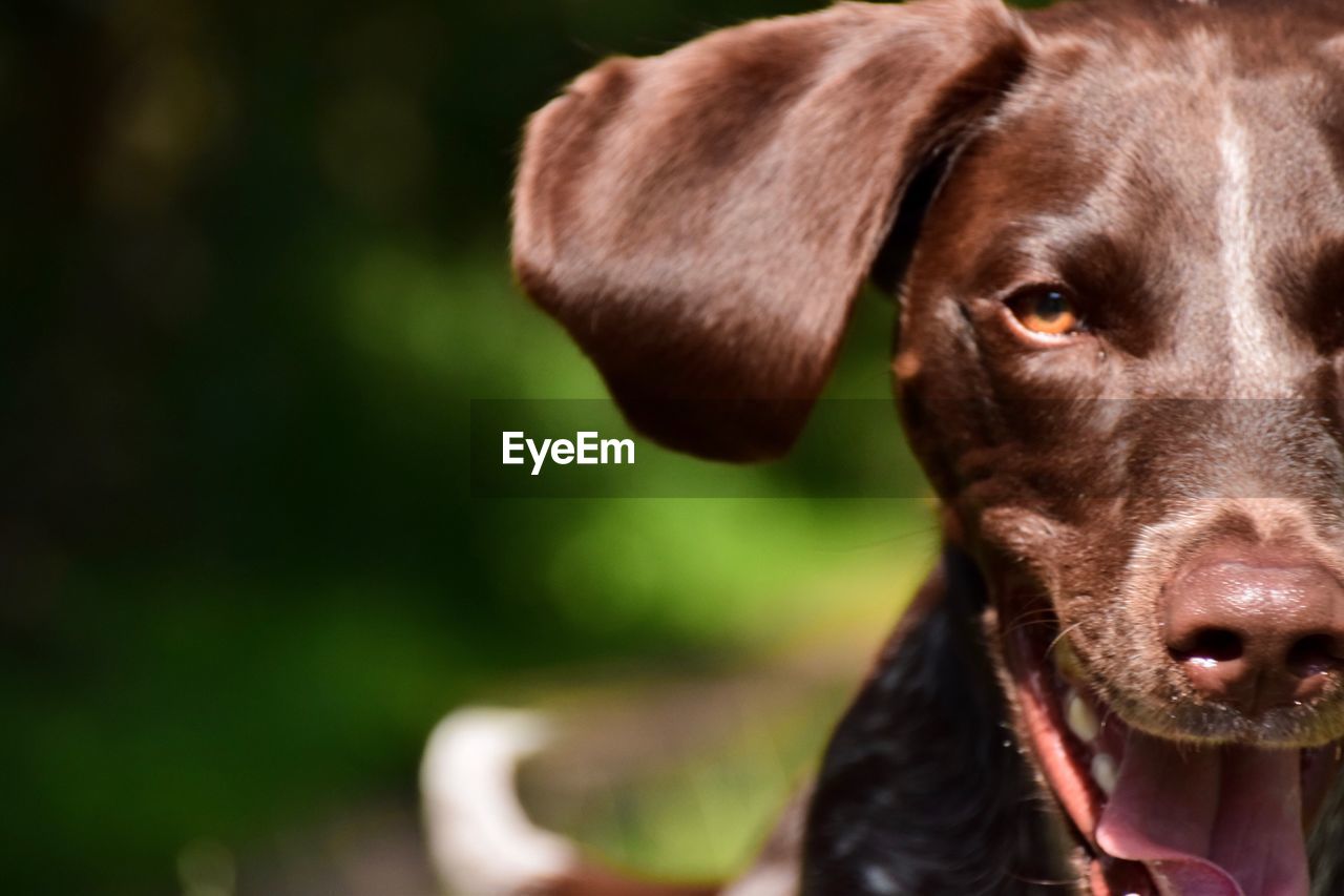 Close-up portrait of dog