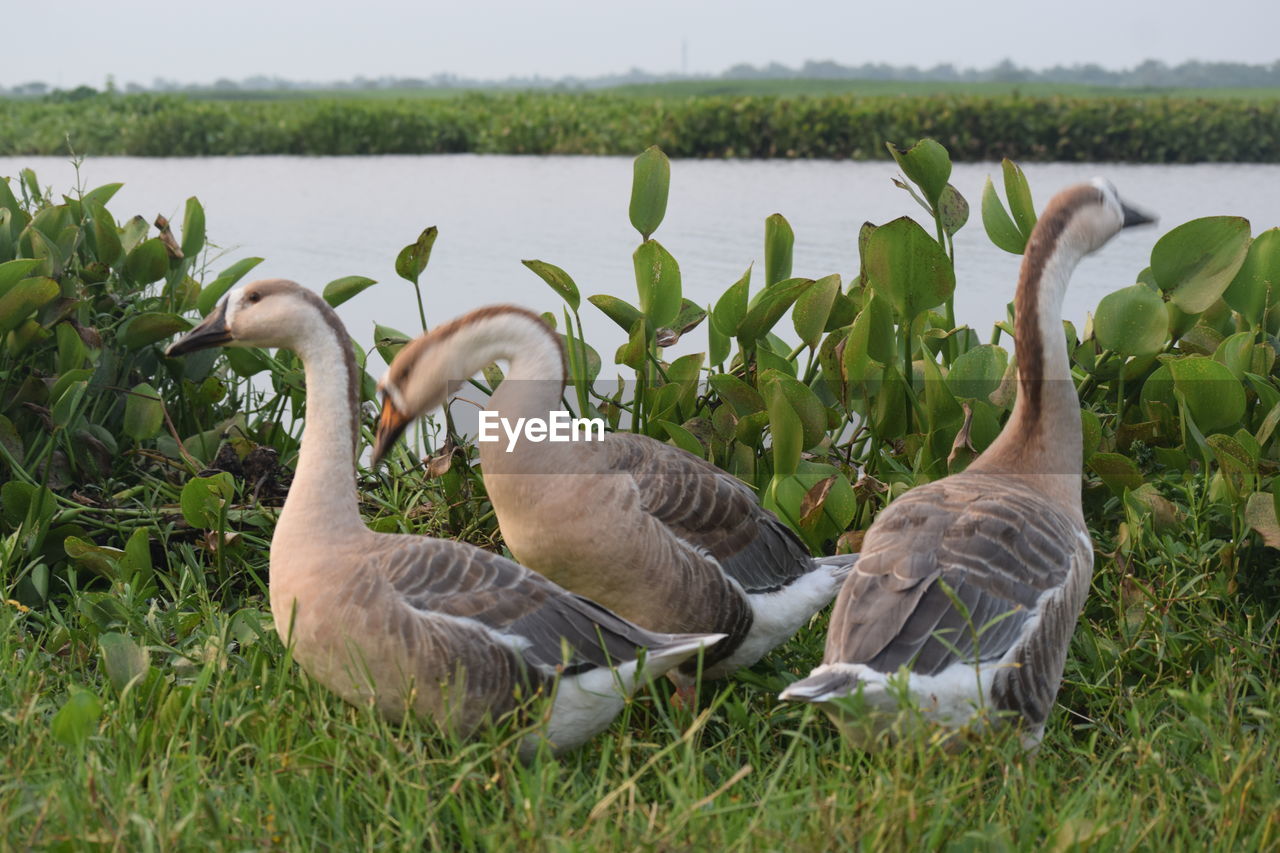 VIEW OF SWANS ON FIELD