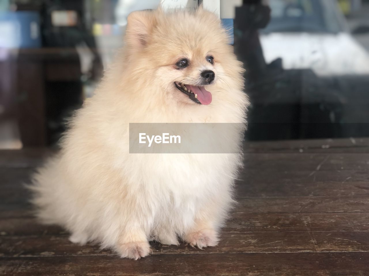 Portrait of dog looking away