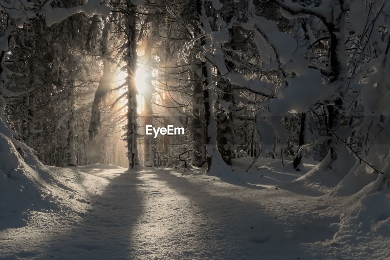 Winter forest, winter in the forest. the sun breaking through the trees.
