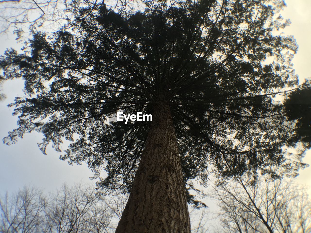 LOW ANGLE VIEW OF BARE TREES AGAINST SKY