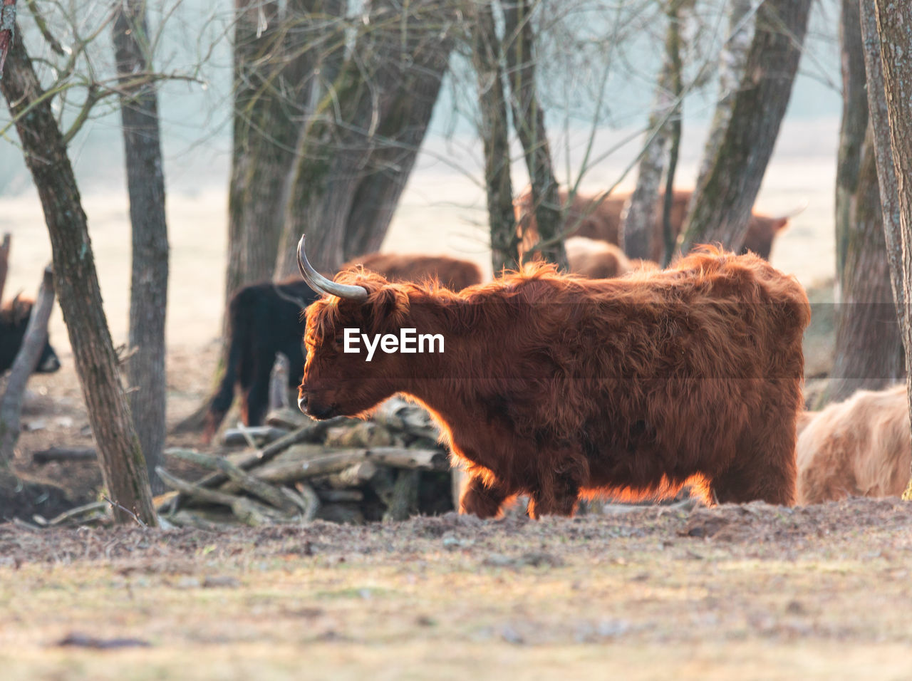 Graceful wanderer. majestic brown wild cow grazing in the early spring field