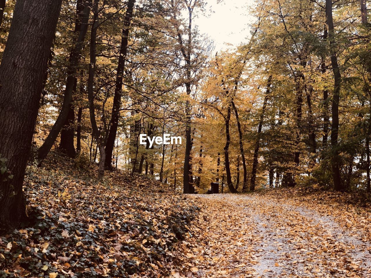 Trees growing in forest during autumn