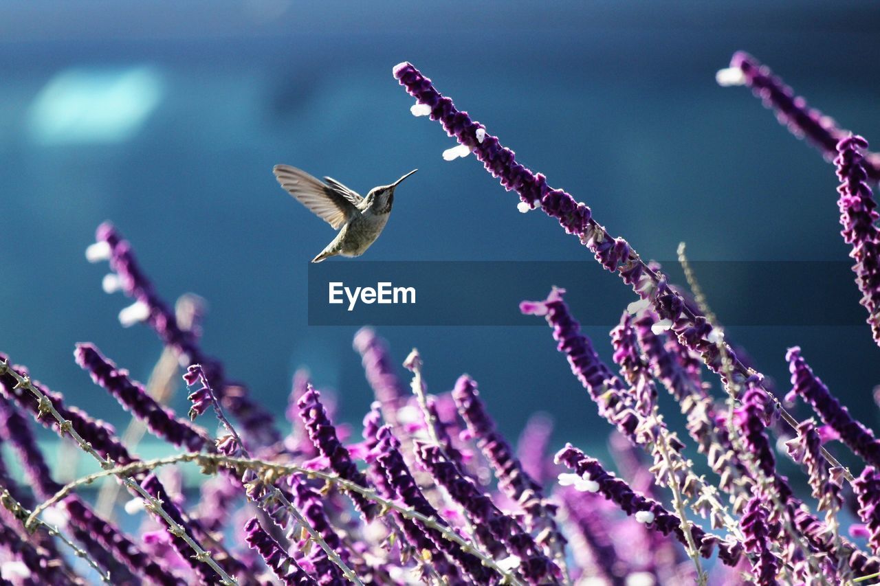 Hummingbird flying over purple flowers