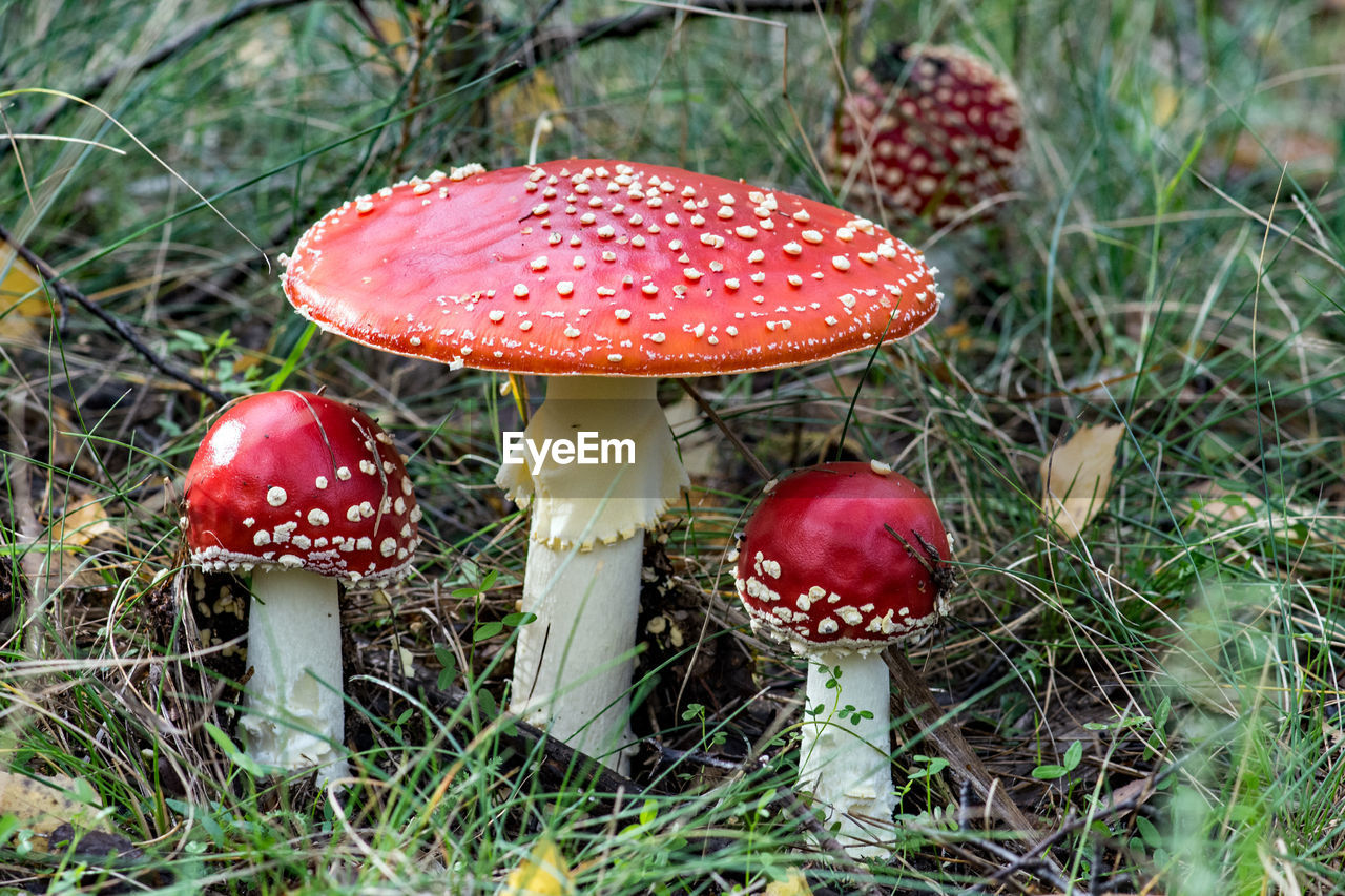 CLOSE-UP OF MUSHROOM ON FIELD