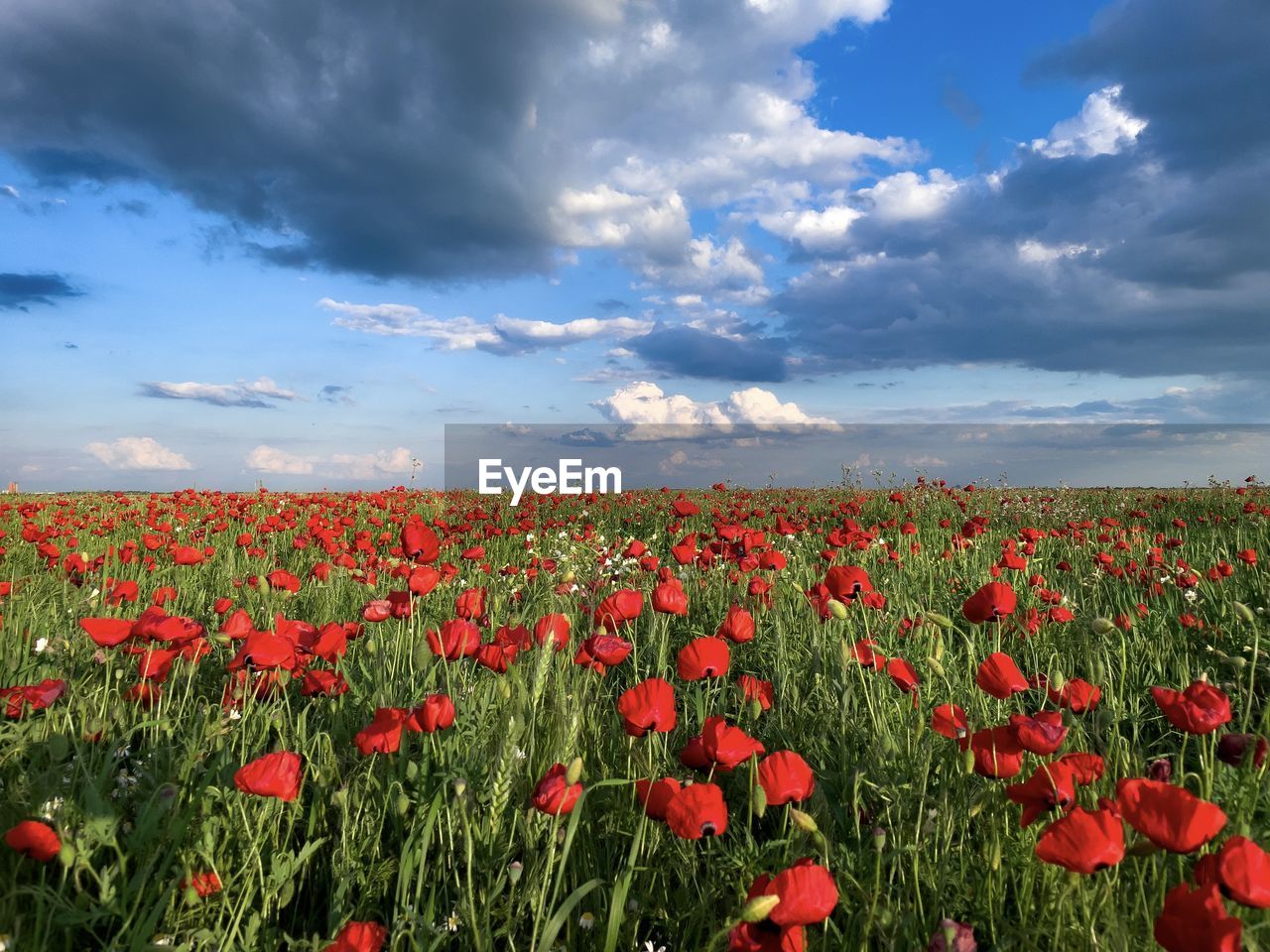 Clouds over field of poppies 