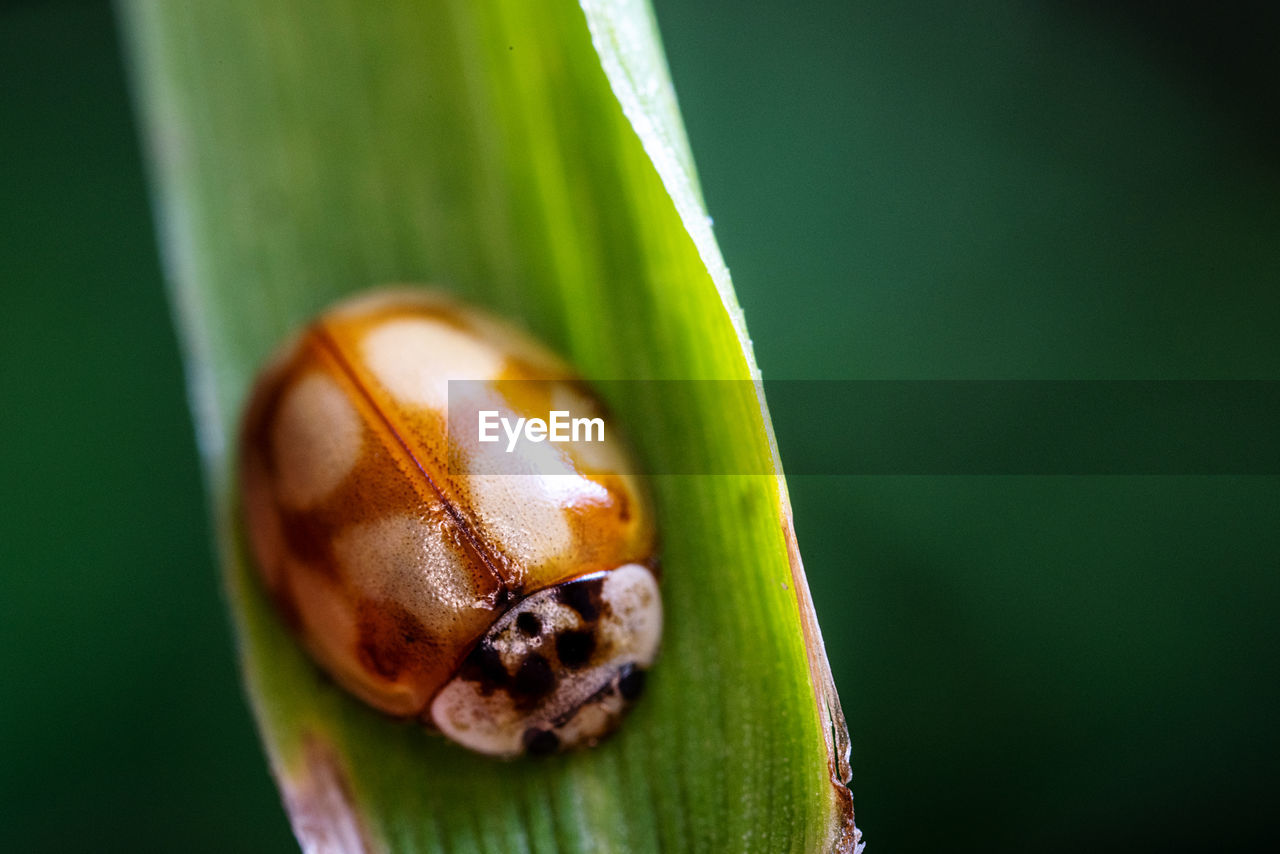 Close-up of ladybug on green leaf
