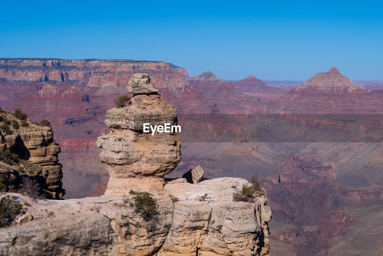 Duck on a rock at grand canyon 