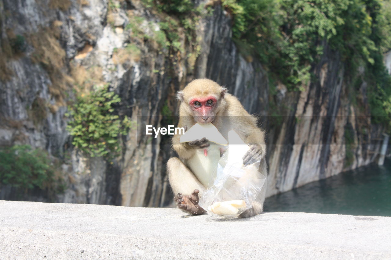 Portrait of monkey sitting on rock