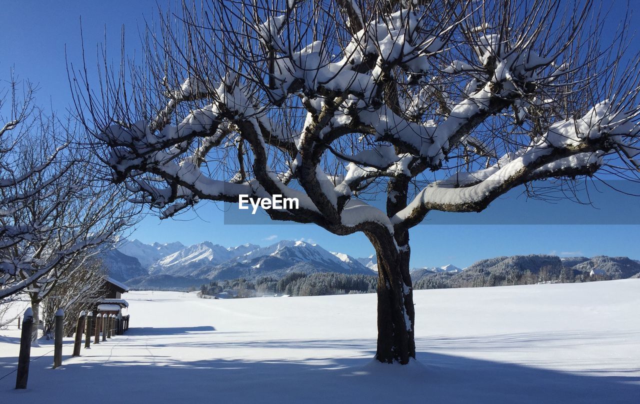 BARE TREE AGAINST SNOWCAPPED MOUNTAIN