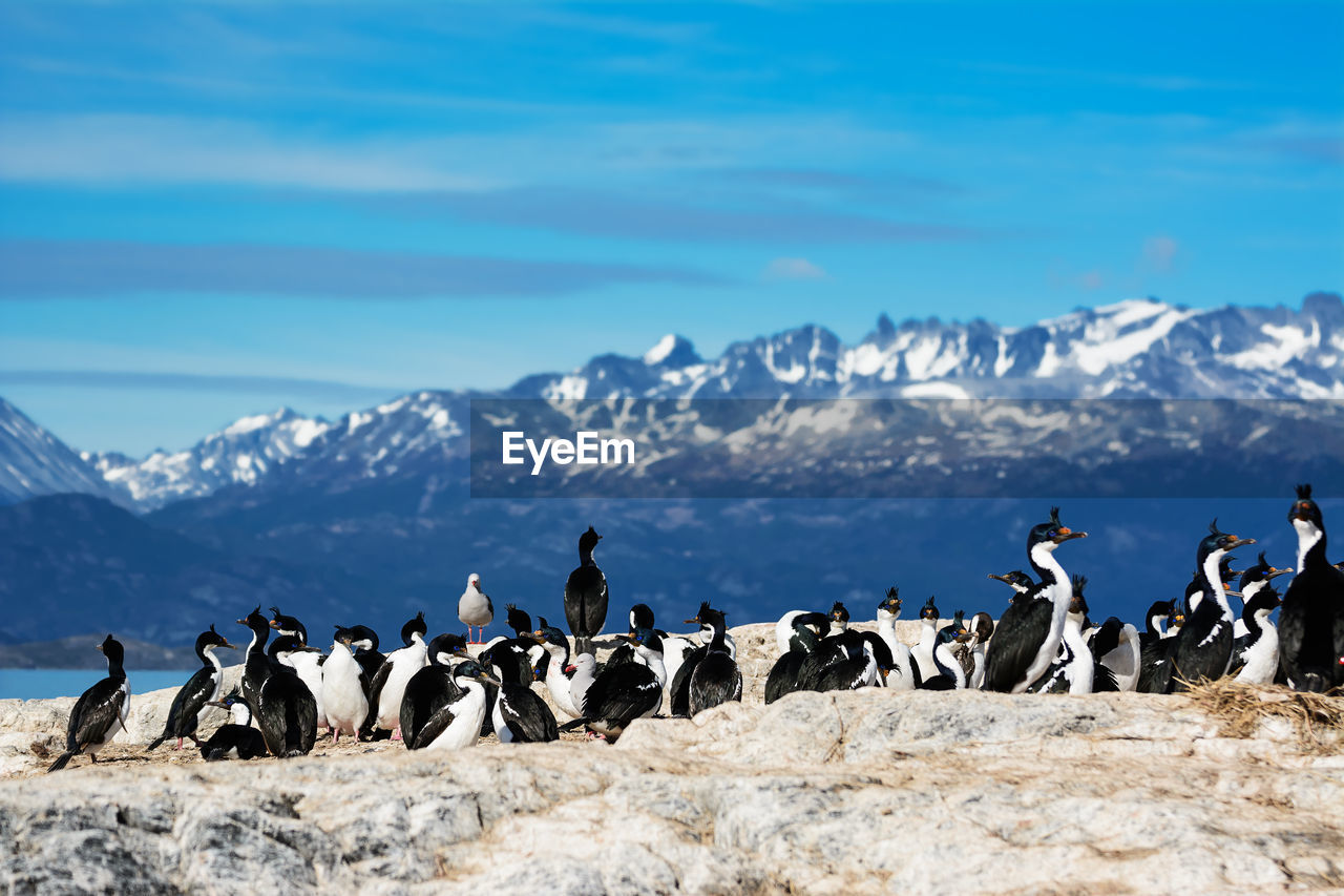 King cormorants on small island of beagle channel