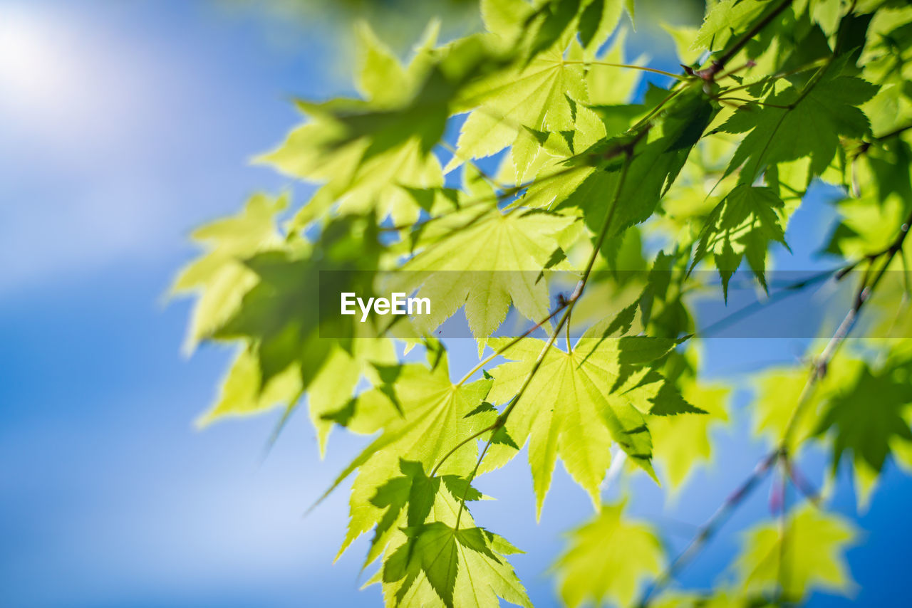 Low angle view of maple leaves against blue sky