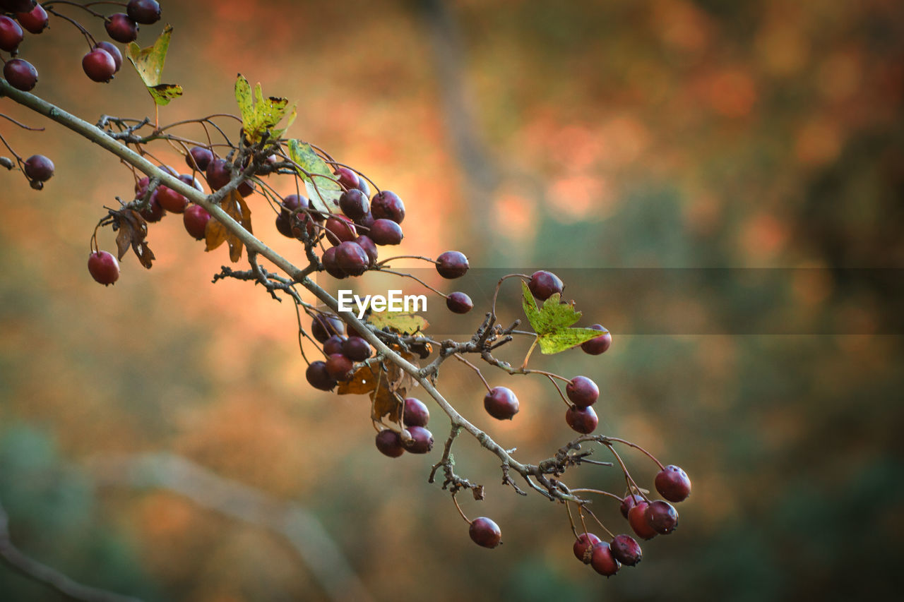 Close-up of berries growing on tree