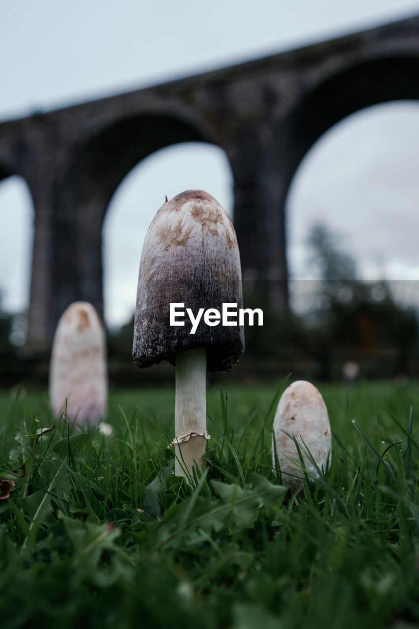 plant, grass, mushroom, nature, fungus, vegetable, no people, food, selective focus, close-up, day, architecture, growth, outdoors, sky, built structure, land, surface level