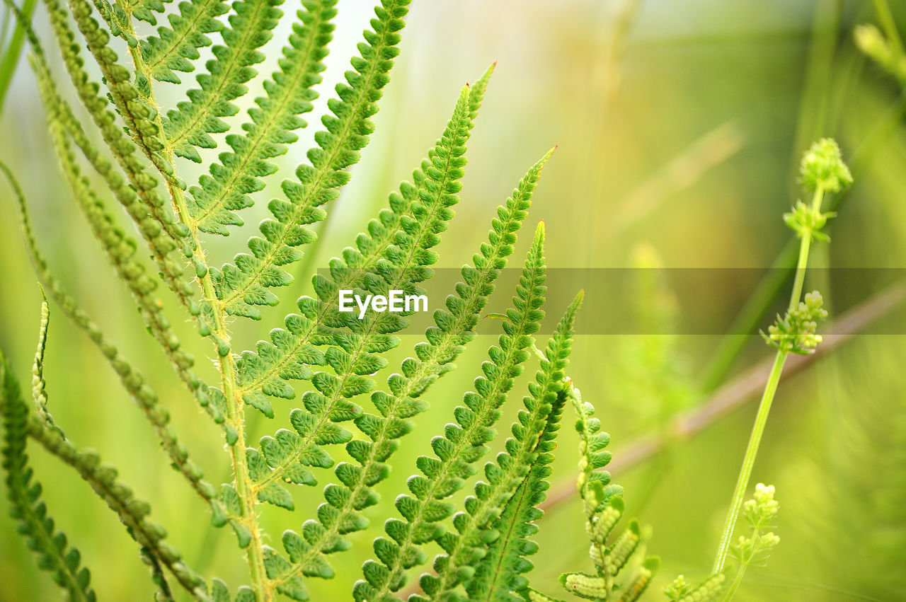 Close-up of green fern