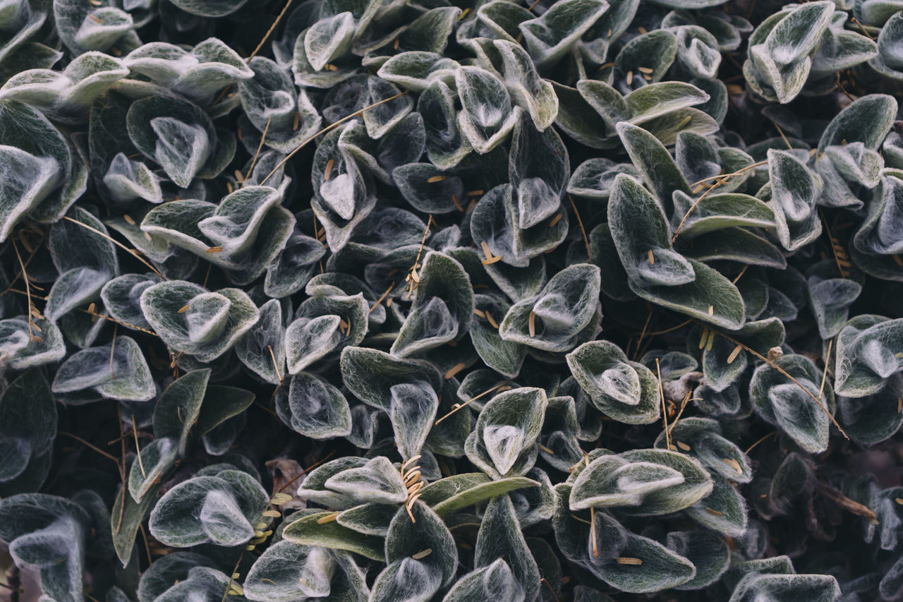 Variegated foliage seen from directly above, full frame