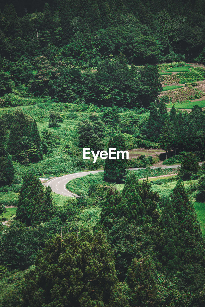 plant, green, growth, forest, tree, vegetation, aerial photography, beauty in nature, natural environment, jungle, no people, tranquility, scenics - nature, land, rainforest, high angle view, nature, day, hill, tranquil scene, foliage, landscape, environment, lush foliage, agriculture, plantation, outdoors, field, rural scene, crop, rural area, idyllic, valley, plateau, non-urban scene, aerial view