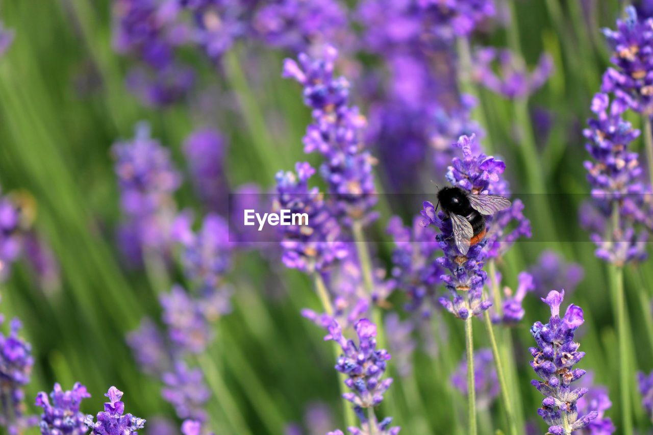 CLOSE-UP OF HONEY BEE POLLINATING ON PURPLE FLOWERING