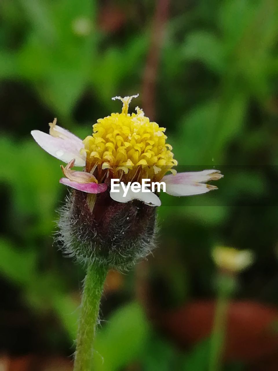 CLOSE-UP OF BUMBLEBEE ON YELLOW FLOWER