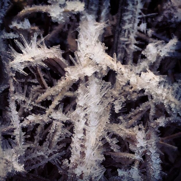 CLOSE-UP OF FROZEN TREE