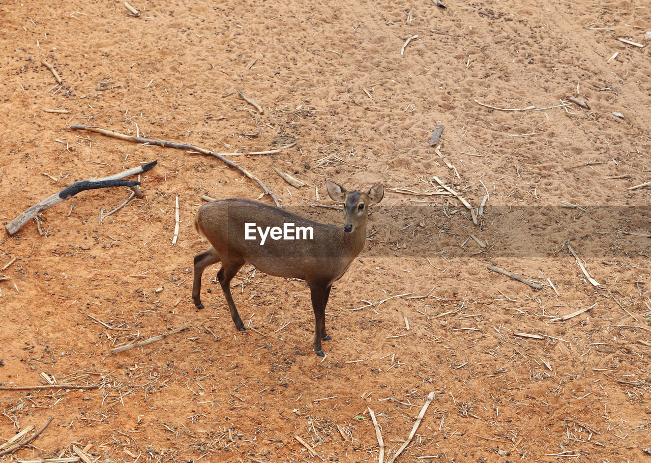 SIDE VIEW OF AN ANIMAL ON FIELD