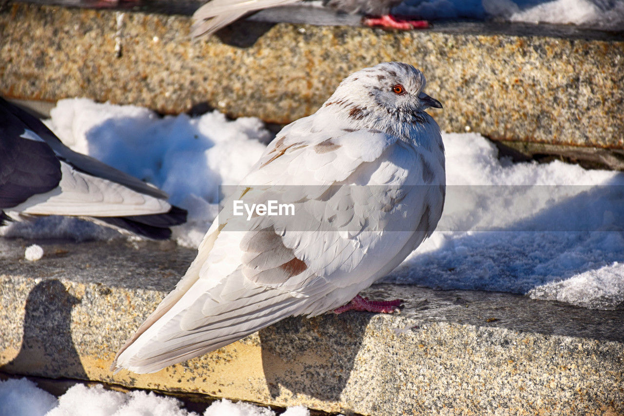 close-up of bird perching on snow