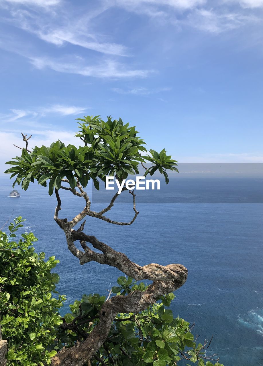 Tree by sea against sky