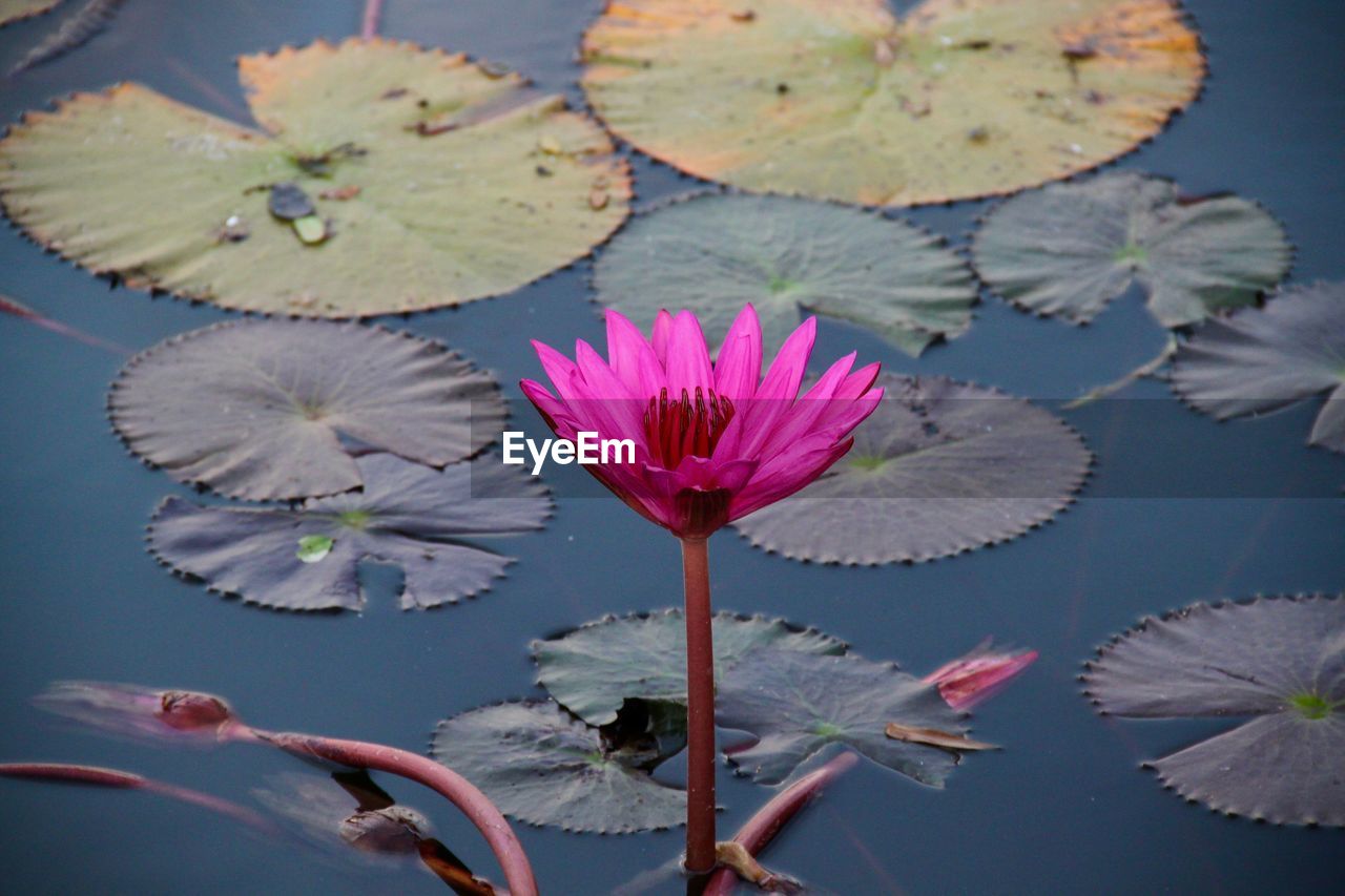 CLOSE-UP OF PINK WATER LILY IN LAKE