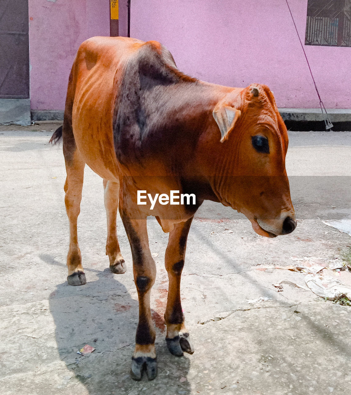 Side view of horse standing on footpath