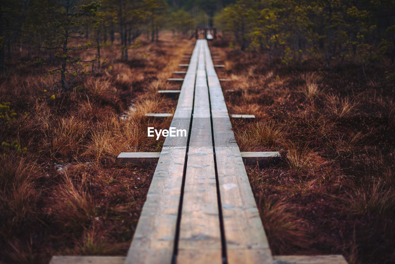 CLOSE-UP OF RAILROAD TRACK IN FOREST