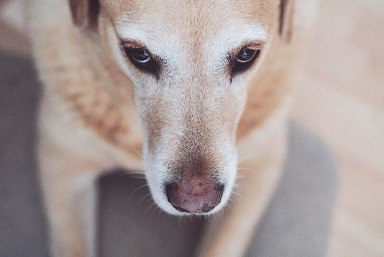 High angle view of dog sitting on floor