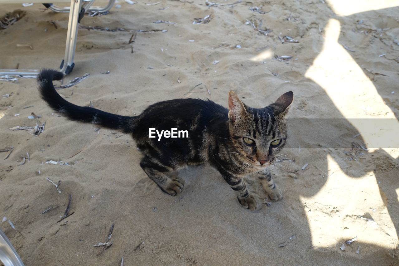 Little cat at the beach // skiathos